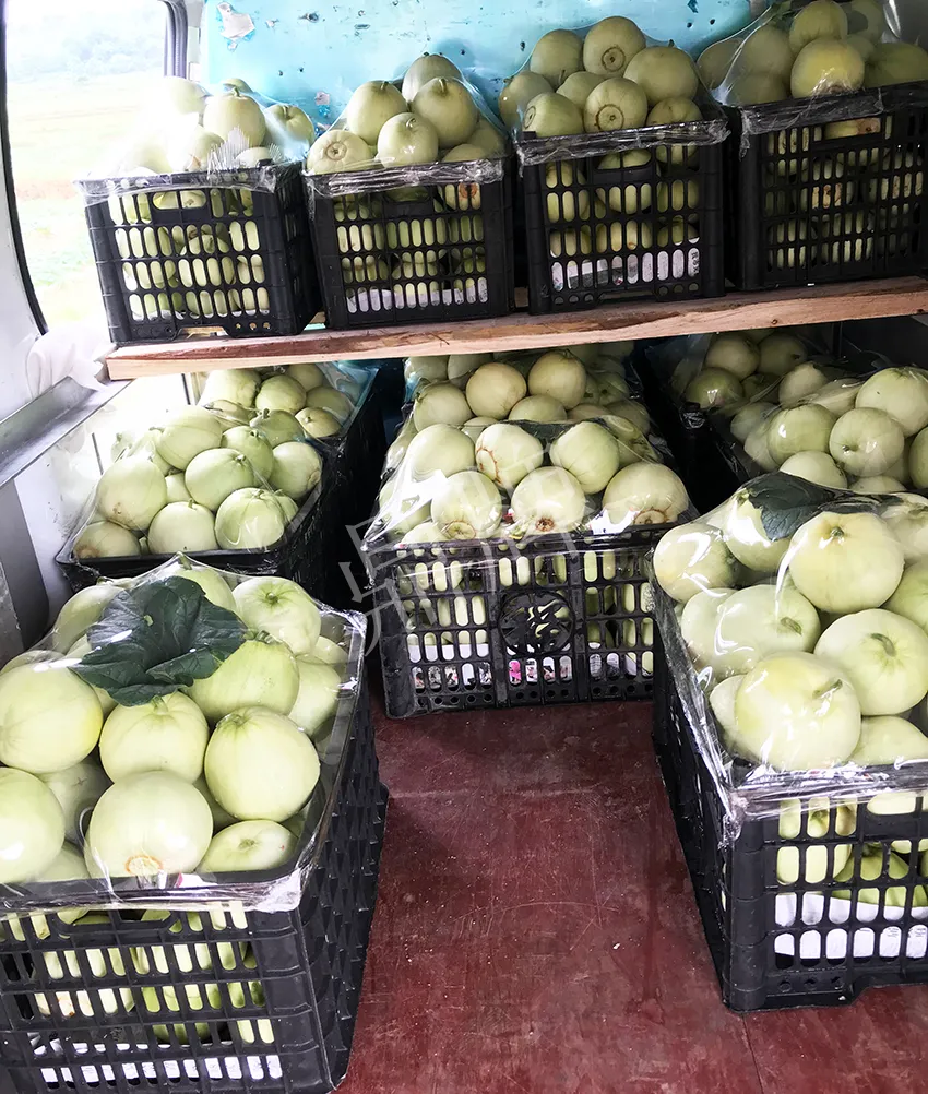 郴州農(nóng)戶種植新品種，果實又香又甜，很好賣