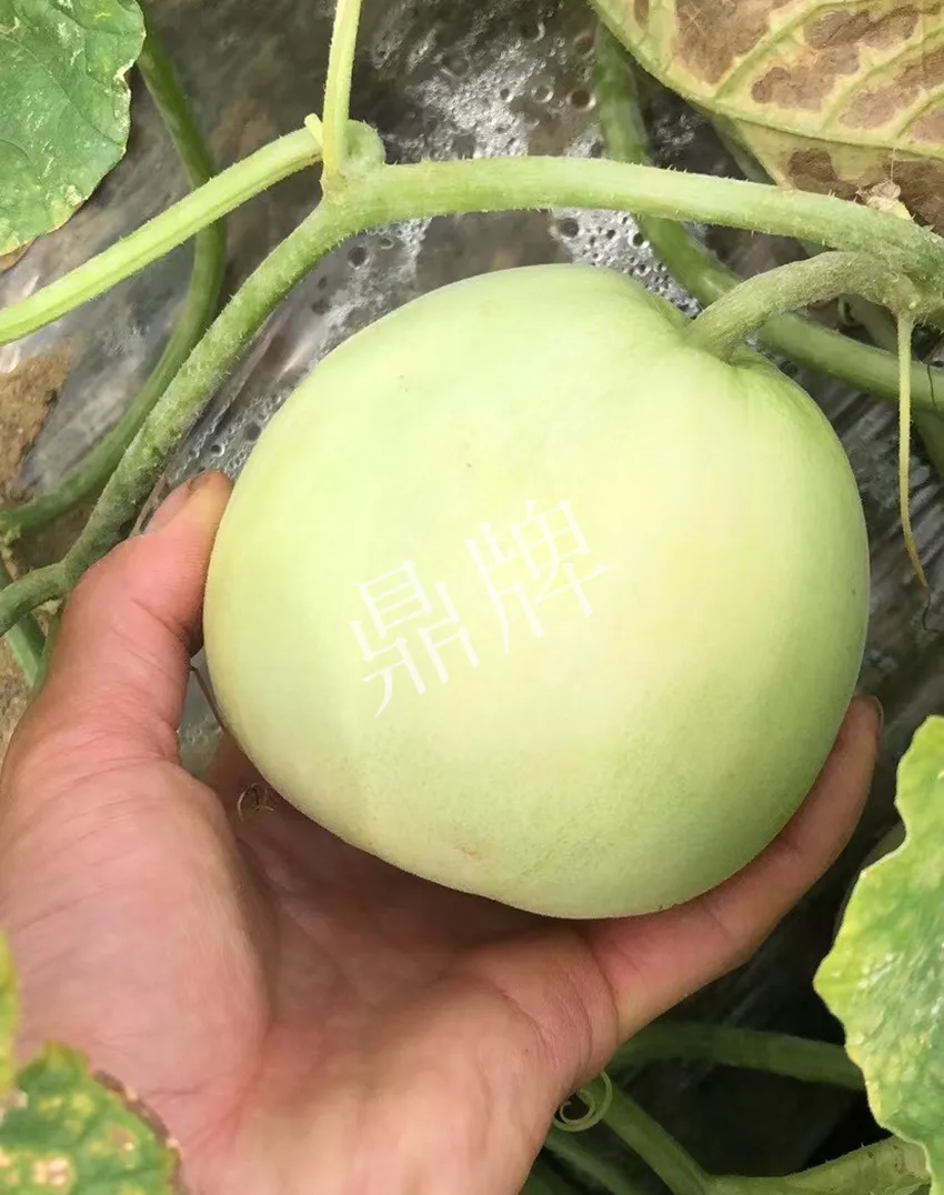 郴州農(nóng)戶種植新品種，果實又香又甜，很好賣