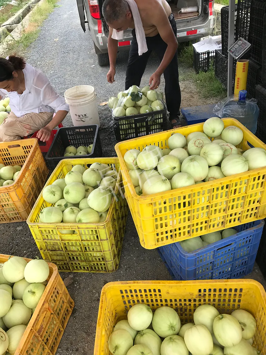 郴州農(nóng)戶種植新品種，果實又香又甜，很好賣