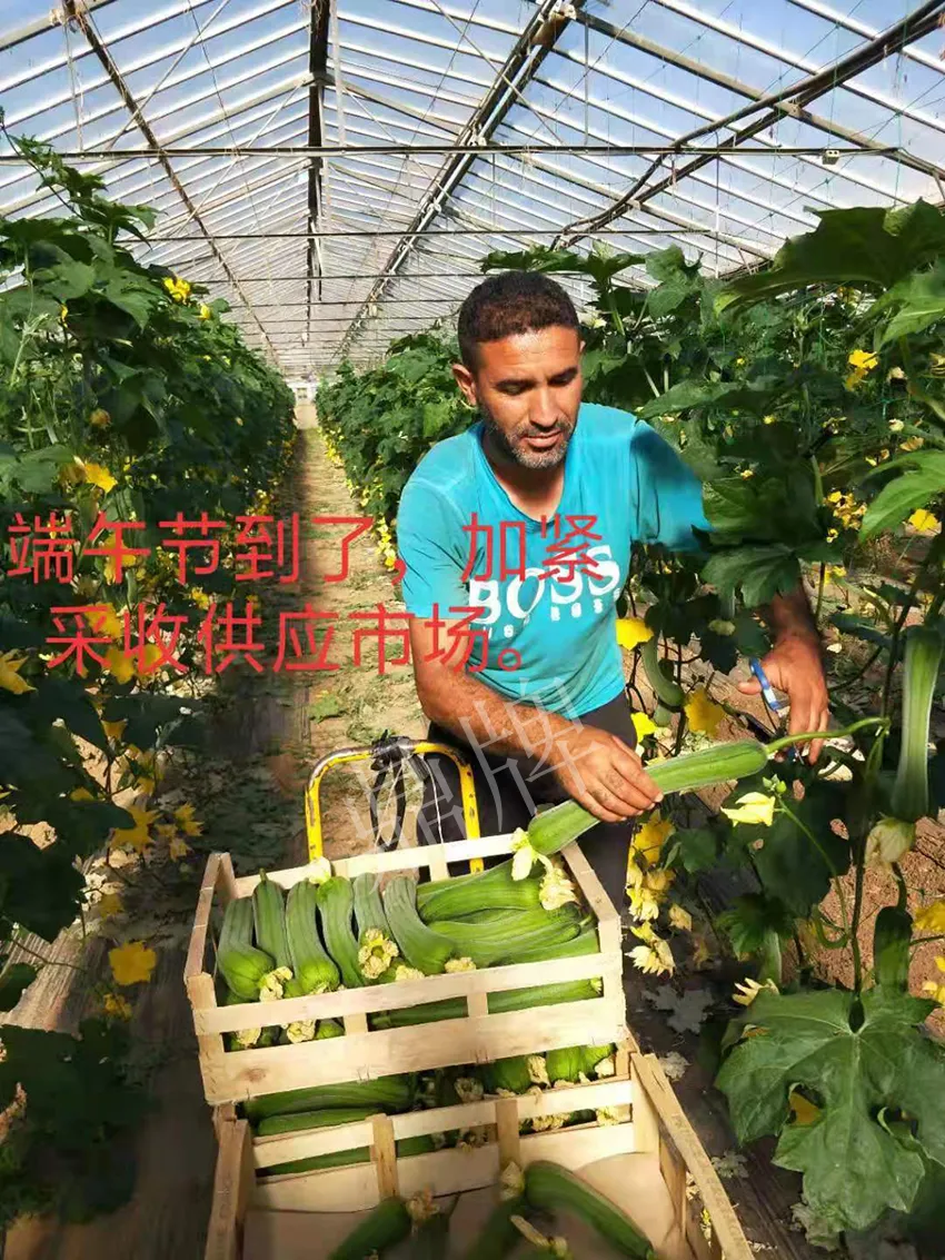 鎮(zhèn)江的何青萍，在法國種植“優(yōu)比1號”每公斤24元