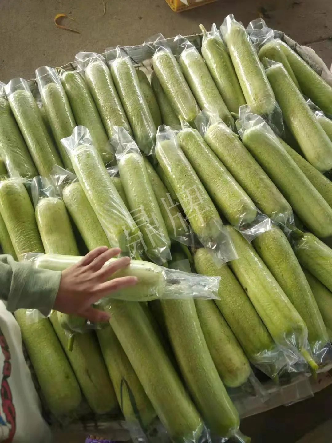 這個(gè)絲瓜每畝能掙3萬(wàn)，沒(méi)種植的農(nóng)戶后悔得拍大腿