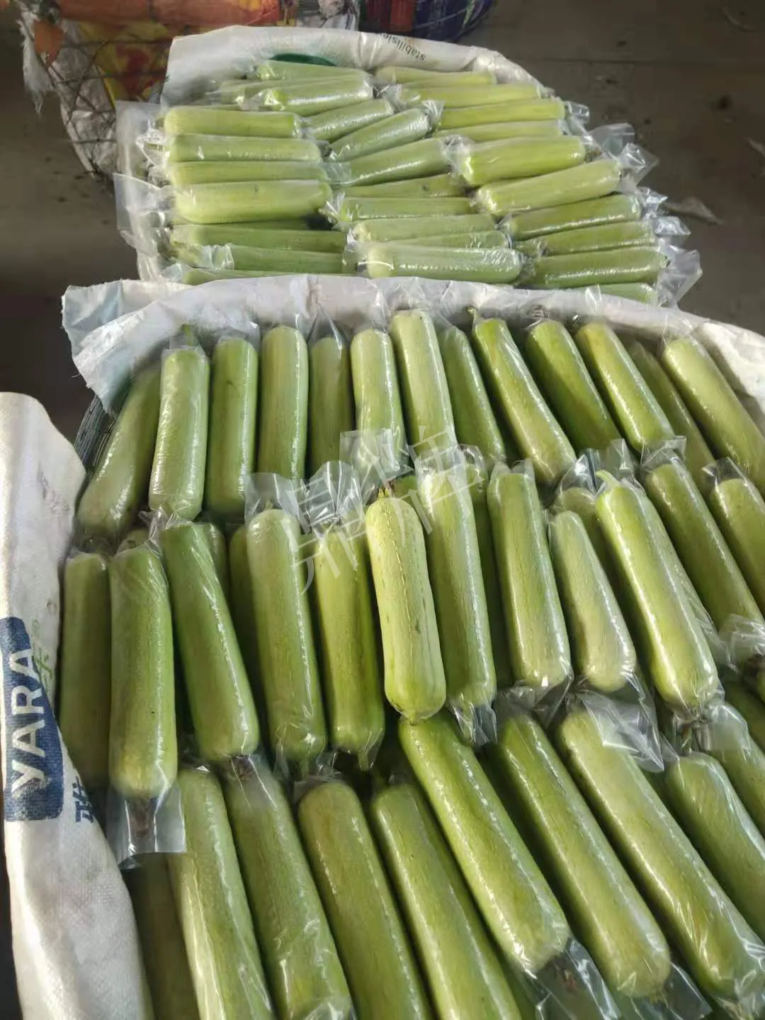 這個(gè)絲瓜每畝能掙3萬(wàn)，沒(méi)種植的農(nóng)戶后悔得拍大腿