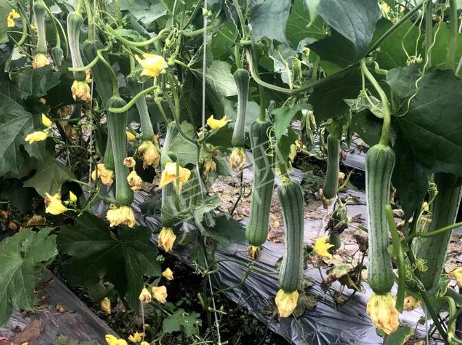 蔬菜種子種植戶客戶點(diǎn)評(píng)-這個(gè)絲瓜品種，找不到競(jìng)爭(zhēng)對(duì)手……
