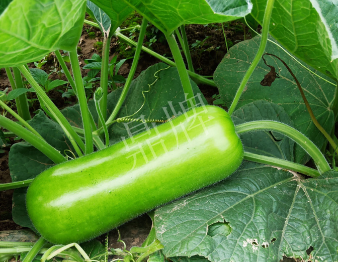 蔬菜種子種植戶客戶點評-牛逼！我露地栽培的瓠瓜，比別人大棚的還早上市！
