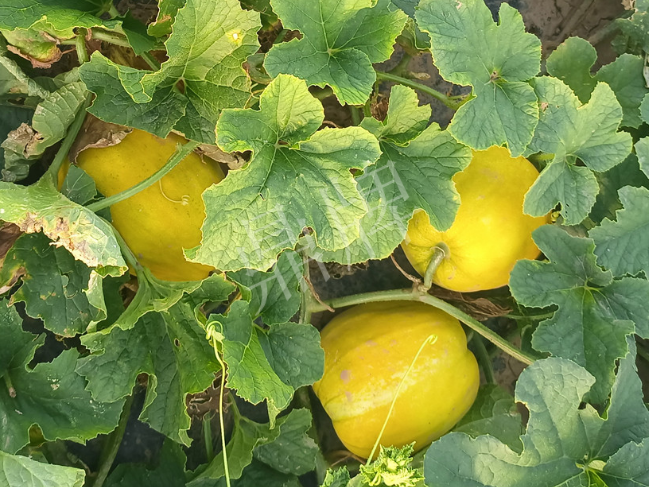蔬菜種子種植戶客戶點評-種它！種它！高溫季節(jié)就種它！