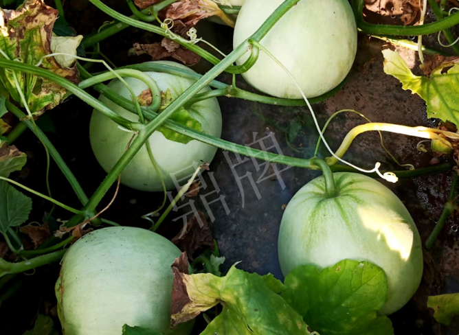 蔬菜種子種植戶客戶點評-種植這個品種，謹防小偷！?。?></a></div>
          <div   id=