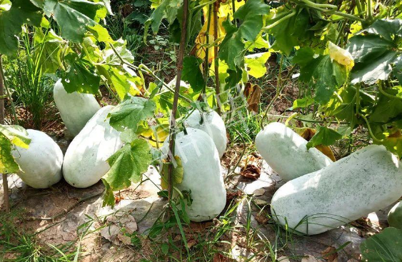 蔬菜種子種植戶客戶點評-驚訝！炎炎烈日下，小孩大聲喊：“大雪球！大雪球……”怎樣一回事？