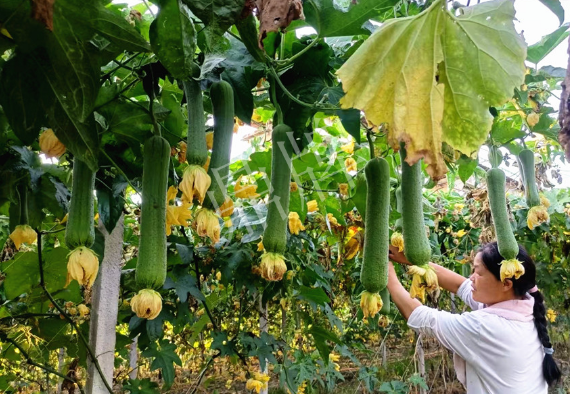 蔬菜種子種植戶客戶點評-8月，持續(xù)高溫下，這種絲瓜少見，少見！