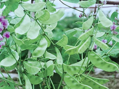 蔬菜種子種植戶客戶點(diǎn)評(píng)-鼎牌幫我度難關(guān)，決心助我大豐收！