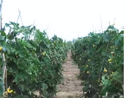 蔬菜種子種植戶客戶點(diǎn)評(píng)-種植這個(gè)品種，獲得高收入，老婆的功勞最大