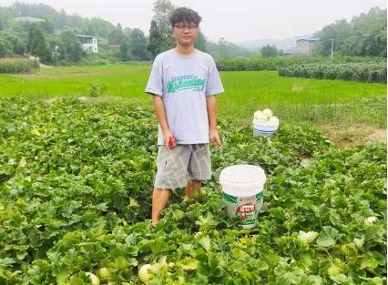 蔬菜種子種植戶客戶點(diǎn)評(píng)-甜瓜新品上市，每個(gè)賣9元，很暢銷！