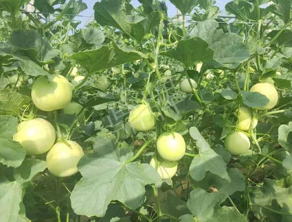蔬菜種子種植戶客戶點(diǎn)評(píng)-種植這個(gè)新品種，我感到非常滿意！