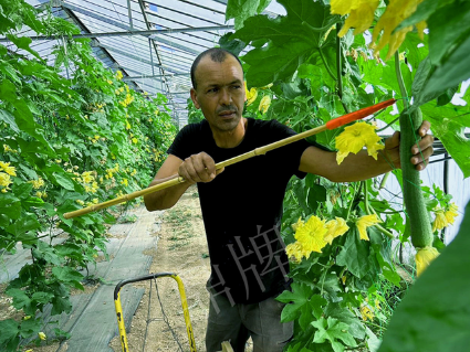 蔬菜種子種植戶客戶點(diǎn)評(píng)-這種絲瓜在法國(guó)，批發(fā)都是30元/kg