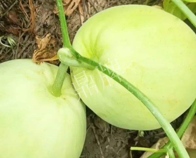 蔬菜種子種植戶客戶點(diǎn)評(píng)-我終于找到滿意的甜瓜品種了！