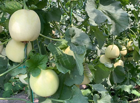 蔬菜種子種植戶客戶點評-“玉奶香2號”甜瓜，真的有那么好嗎？