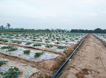 蔬菜種子種植戶客戶點評-80后大廚回鄉(xiāng)種甜瓜，第一年就賺15萬！