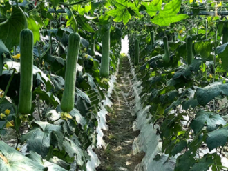 蔬菜種子種植戶客戶點評-高手在民間，浙江蒼南的絲瓜在下半年至春節(jié)，都有大量上市！