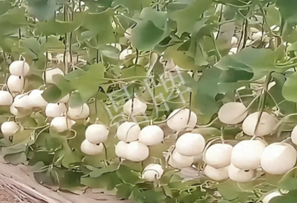 蔬菜種子種植戶客戶點評-現(xiàn)在的瓜菜價格不好，但我種植的優(yōu)質(zhì)甜瓜還是有好的收入！