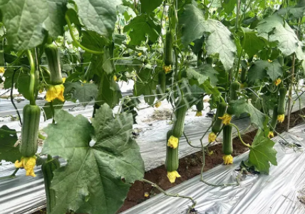 蔬菜種子種植戶客戶點評-這個新品種好不好？？？見證的時候到了！