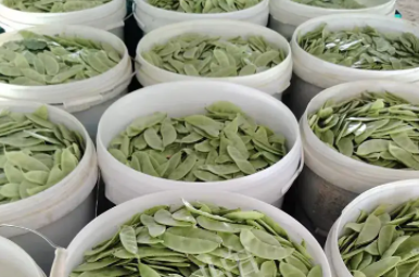 蔬菜種子種植戶客戶點評-時隔20年，我再種這個品種，大家來看看，怎么樣？