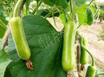 蔬菜種子種植戶客戶點(diǎn)評(píng)-科研人員發(fā)誓研究的一個(gè)抗高溫品種，您可能需要！