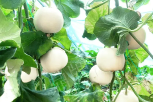 蔬菜種子種植戶客戶點(diǎn)評(píng)-丁老板說：種植這個(gè)品種，獲得了滿意的收入，確實(shí)“爽歪歪”