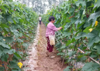 蔬菜種子種植戶客戶點(diǎn)評(píng)-85歲老奶奶，還是種植基地的領(lǐng)頭人，做的怎么樣？一起去看看…